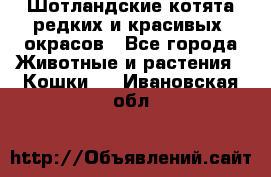 Шотландские котята редких и красивых  окрасов - Все города Животные и растения » Кошки   . Ивановская обл.